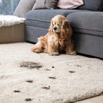 Funny,Dog,And,Its,Dirty,Trails,On,Carpet